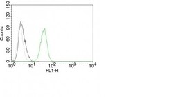 CD31/PECAM-1 Antibody (C31.10), Novus Biologicals 0.2mg; Unlabeled:Antibodies,