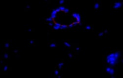CD31/PECAM-1 Antibody (JC/70A) - BSA Free, Novus Biologicals 0.025mL; Unlabeled:Antibodies,