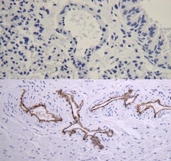 CD31/PECAM-1 Antibody (JC/70A) - BSA Free, Novus Biologicals 0.025mL; Unlabeled:Antibodies,