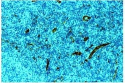 CD31/PECAM-1 Antibody (JC/70A) - BSA Free, Novus Biologicals 0.025mL; Unlabeled:Antibodies,
