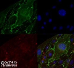 CD31/PECAM-1 Antibody (MEC13.3) - BSA Free, Novus Biologicals:Antibodies:Primary