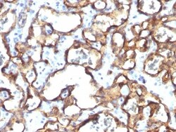 CD34 Antibody (HPCA1/1171), Novus Biologicals 0.2mg; Unlabeled:Antibodies,
