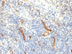 CD34 Antibody (HPCA1/1171), Novus Biologicals 0.2mg; Unlabeled:Antibodies,