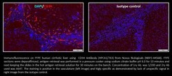 CD34 Antibody (HPCA1/763), Novus Biologicals 0.2mg; Unlabeled:Antibodies,