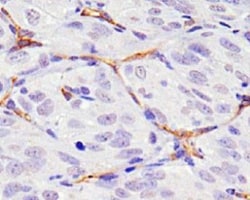 CD34 Antibody (MEC 14.7), Novus Biologicals 0.025mL; Unlabeled:Antibodies,