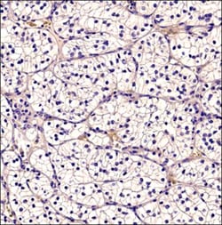 CD34 Antibody (MEC 14.7), Novus Biologicals 0.025mL; Unlabeled:Antibodies,