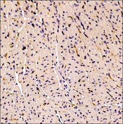CD34 Antibody (MEC 14.7), Novus Biologicals 0.025mL; Unlabeled:Antibodies,