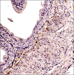 CD34 Antibody (MEC 14.7), Novus Biologicals 0.025mL; Unlabeled:Antibodies,