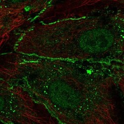 CD34 Antibody, Novus Biologicals:Antibodies:Primary Antibodies