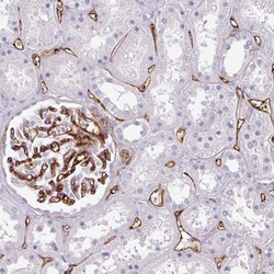 CD34 Antibody, Novus Biologicals 25 &mu;L, Unlabeled:Antibodies, Polyclonal