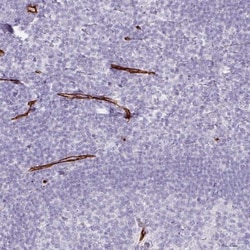 CD34 Antibody, Novus Biologicals 25 &mu;L, Unlabeled:Antibodies, Polyclonal