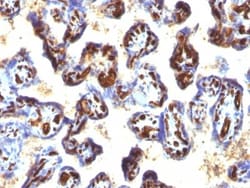 CD34 Antibody (QBEnd/10 + HPCA1/763), Novus Biologicals 0.2mg; Unlabeled:Antibodies,