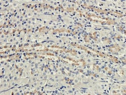 CD35 Antibody (8C12) - Chimeric - Azide and BSA Free, Novus Biologicals
