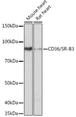 CD36 Rabbit anti-Mouse, Rat, Clone: 7P0S7, Novus Biologicals 20 &mu;g;