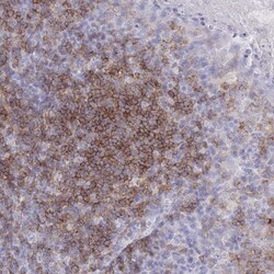 CD37 Antibody, Novus Biologicals 0.1mL; Unlabeled:Antibodies, Polyclonal