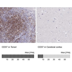 CD37 Antibody, Novus Biologicals 0.1mL; Unlabeled:Antibodies, Polyclonal