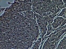 CD38 Antibody (1G7F4) - Azide Free, Novus Biologicals 0.1mg; Unlabeled:Antibodies,