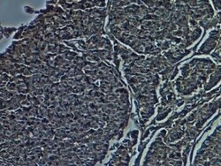 CD38 Antibody (1G7F4) - BSA Free, Novus Biologicals:Antibodies:Primary