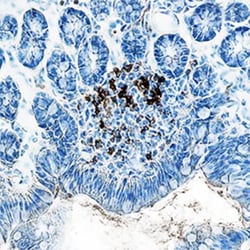 CD4 Antibody (GK1.5) - BSA Free, Novus Biologicals:Antibodies:Primary Antibodies