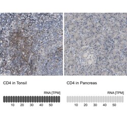 CD4 Antibody, Novus Biologicals 0.1mL; Unlabeled:Antibodies, Polyclonal