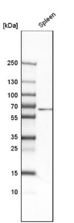 CD4 Antibody, Novus Biologicals 0.1mL; Unlabeled:Antibodies, Polyclonal