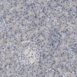 CD4 Antibody, Novus Biologicals 0.1mL; Unlabeled:Antibodies, Polyclonal