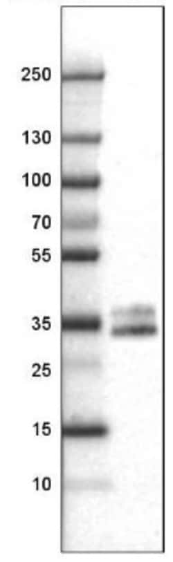 CD40/TNFRSF5 Antibody (CL1673), Novus Biologicals:Antibodies:Primary Antibodies