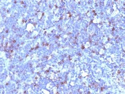 CD43/Sialophorin Antibody (SPN/1094), Novus Biologicals 0.2mg; Unlabeled:Antibodies,
