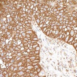 CD44 Antibody (BLR038F), Novus Biologicals 100 &mu;g | Buy Online | Bio-Techne | Fisher Scientific