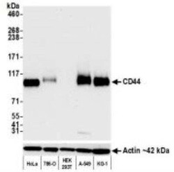 CD44 Antibody (BLR038F), Novus Biologicals 100 &mu;g | Buy Online | Bio-Techne | Fisher Scientific