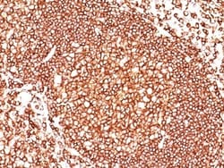 CD45 Antibody (136-4B5), Novus Biologicals 0.2mg; Unlabeled:Antibodies,