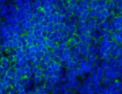 CD45 Antibody (30-F11) - BSA Free, Novus Biologicals 0.5mg; Unlabeled:Antibodies,