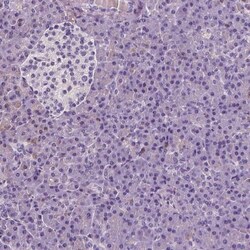 CD45 Antibody, Novus Biologicals:Antibodies:Primary Antibodies