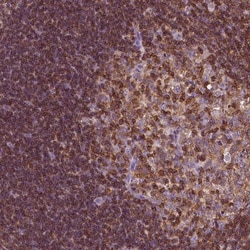 CD45 Antibody, Novus Biologicals:Antibodies:Primary Antibodies