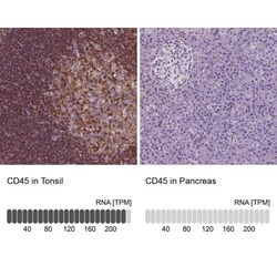 CD45 Antibody, Novus Biologicals:Antibodies:Primary Antibodies