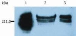 CD45RA Antibody (MEM-56) - BSA Free, Novus Biologicals 0.1mg; Unlabeled:Antibodies,