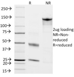 CD45RO Antibody (T200/797), Novus Biologicals 0.2mg; Unlabeled:Antibodies,