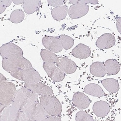 CD47 Antibody, Novus Biologicals 0.1mL; Unlabeled:Anticorps, Polyclonal