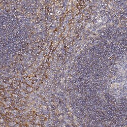 CD47 Antibody, Novus Biologicals 0.1mL; Unlabeled:Anticorps, Polyclonal