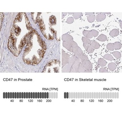 CD47 Antibody, Novus Biologicals 0.1mL; Unlabeled:Anticorps, Polyclonal