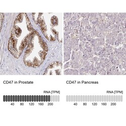 CD47 Antibody, Novus Biologicals 0.1mL; Unlabeled:Anticorps, Polyclonal
