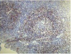 CD5 Antibody (A25-G), Novus Biologicals:Antibodies:Primary Antibodies