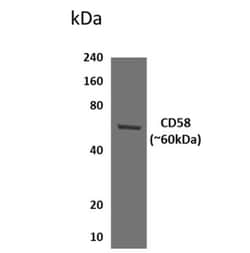 CD58/LFA-3 Antibody (MM0176-8G24) - Azide and BSA Free, Novus Biologicals:Antibodies:Primary