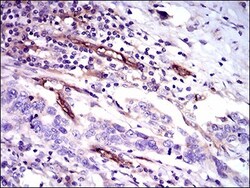 CD59 Antibody (8D2B8) - BSA Free, Novus Biologicals 0.1mL; Unlabeled:Antibodies,