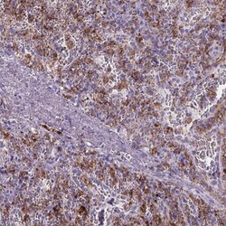 CD5L Antibody, Novus Biologicals:Antibodies:Primary Antibodies