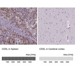 CD5L Antibody, Novus Biologicals:Antibodies:Primary Antibodies
