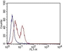 CD63 Antibody (7G4.2E8) - BSA Free, Novus Biologicals 0.025mg; Unlabeled:Antibodies,