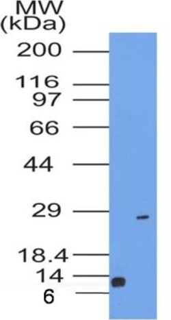 CD63 Antibody (7G4.2E8) - BSA Free, Novus Biologicals 0.025mg; Unlabeled:Antibodies,