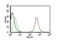 Mouse anti-CD63, Clone: NKI/C3, Azide Free, Novus Biologicals:Antibodies:Primary