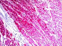 Mouse anti-CD63, Clone: NKI/C3, Azide Free, Novus Biologicals:Antibodies:Primary